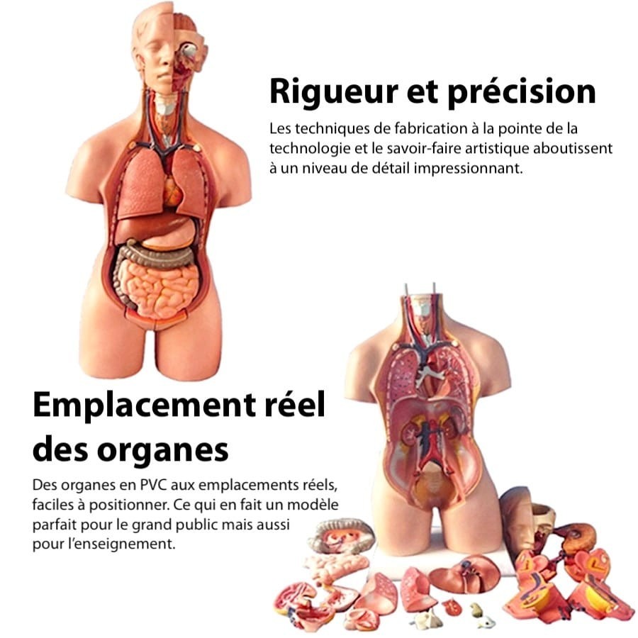 Modèle anatomique humain détaillé