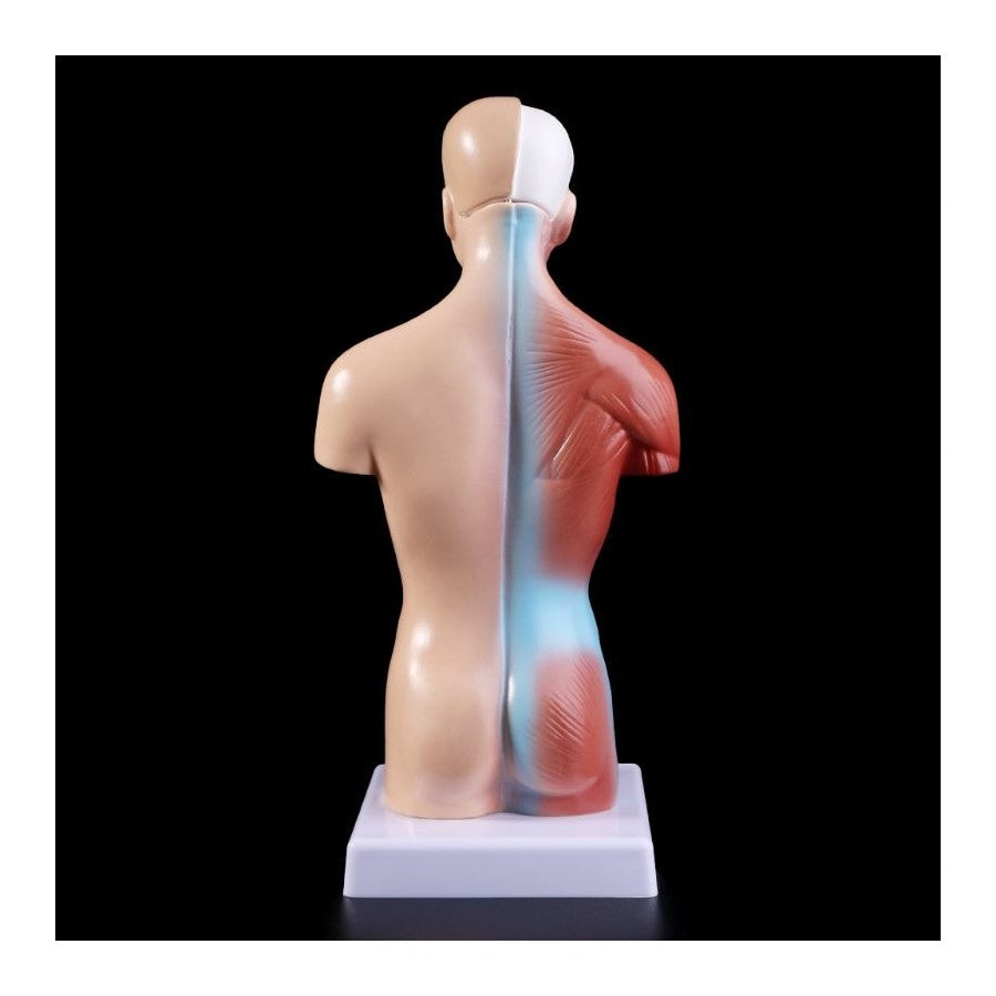 Detailed human anatomical model
