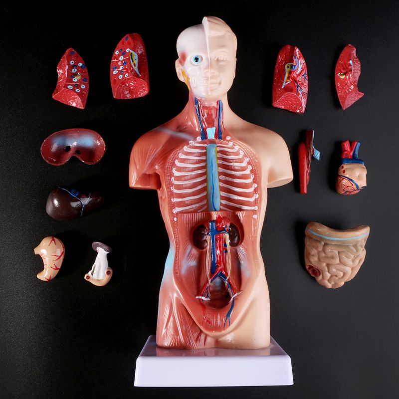 Modèle anatomique humain détaillé – Trust My Science - Le Shop